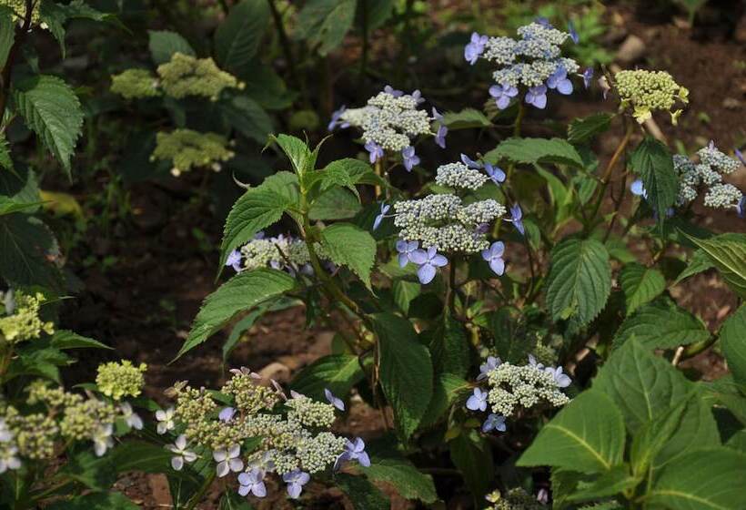 Fotos del hotel Nanta Jeju:  4