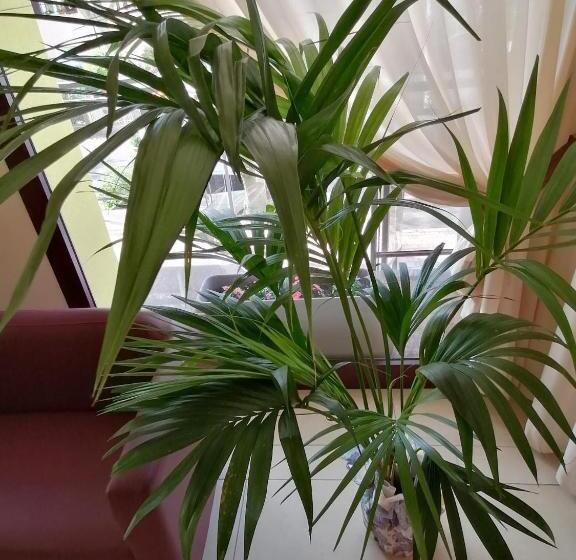 Fotos del hotel Abel:  5