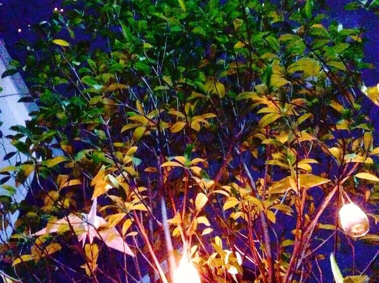 Fotos del hotel Papick Lodge:  15