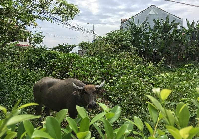 Fotos del hotel Zen Boutique Hoi An:  9