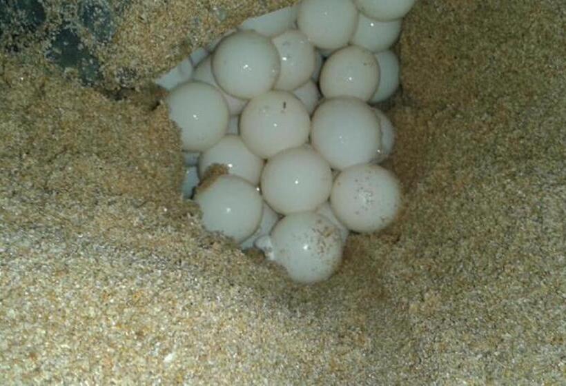 Fotos del hotel Nirvana Beach Boutique:  14