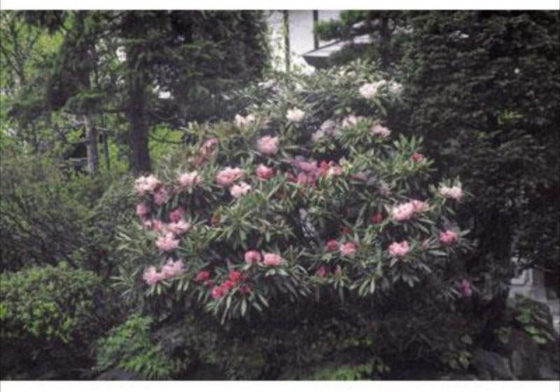 Fotos del hotel Nakatani Ryokan:  7