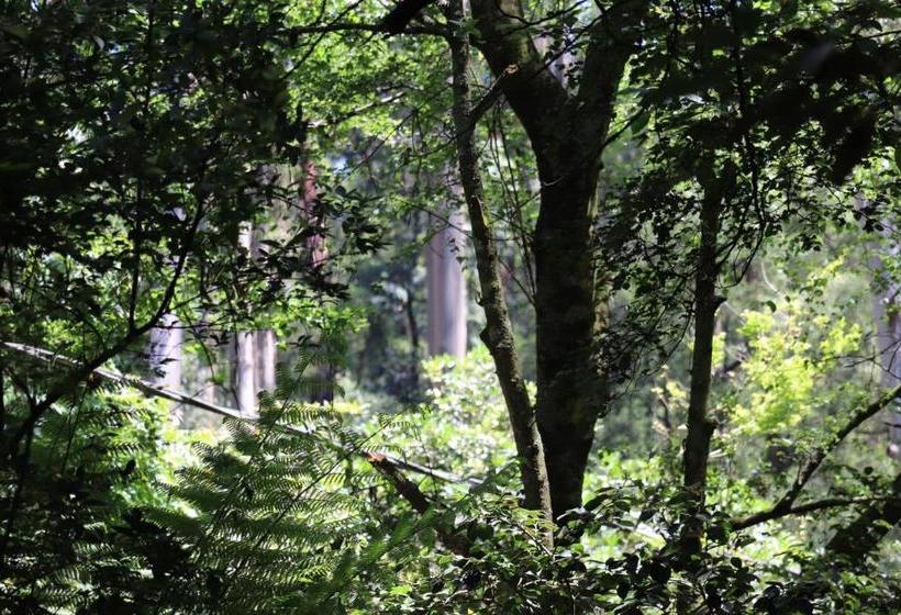 Fotos del hotel Linden Gardens Rainforest Retreat:  10