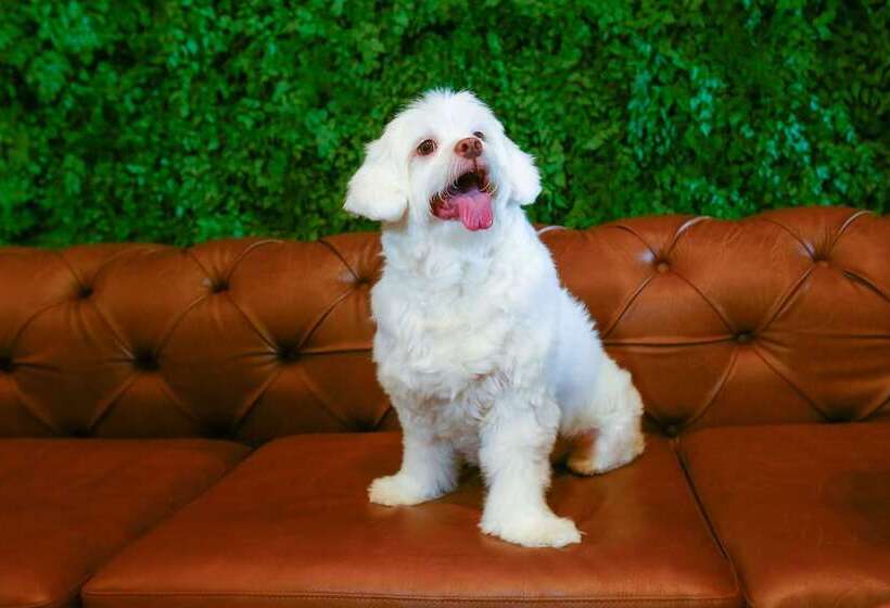 Fotos del hotel Hilton Garden Inn Rebouças:  3