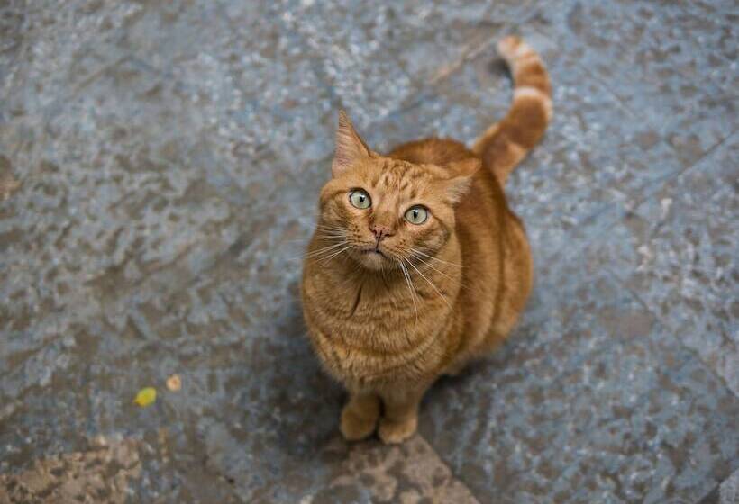 Fotos del hotel Al Giardino Dell'alloro:  2