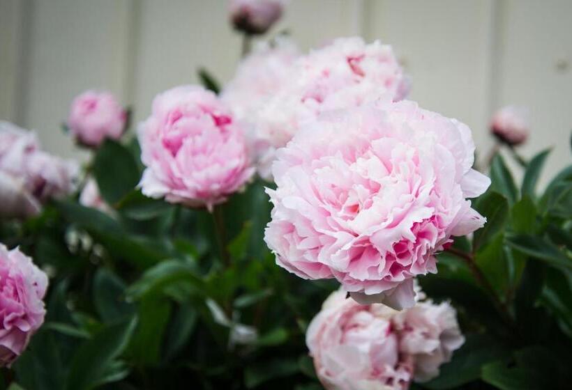 Fotos del hotel Alpenhorn Motel:  6