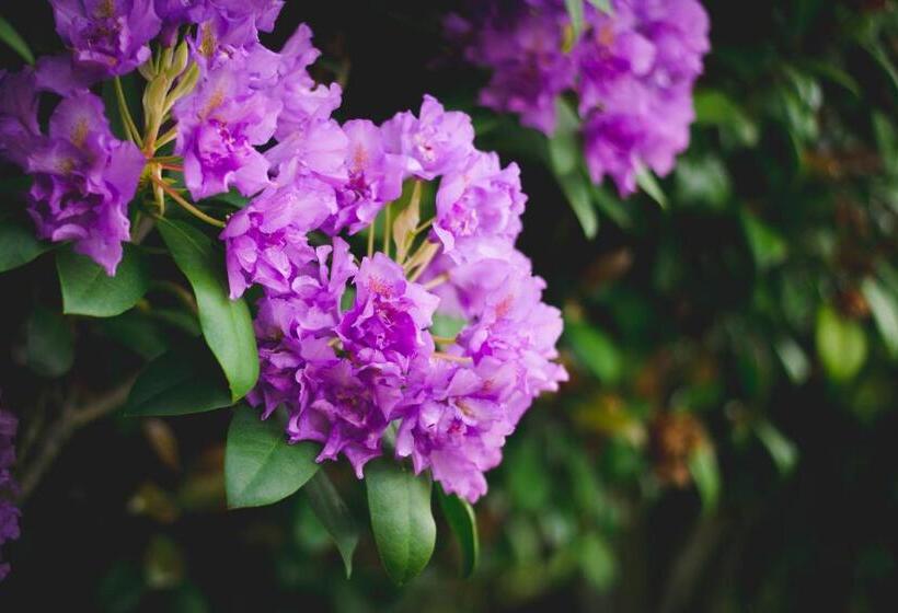 Fotos del hotel Alpenhorn Motel:  11