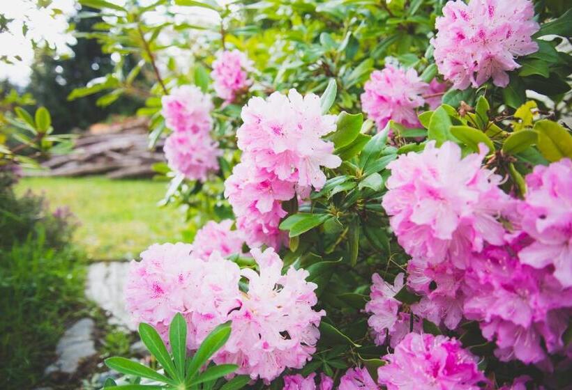 Fotos del hotel Alpenhorn Motel:  15