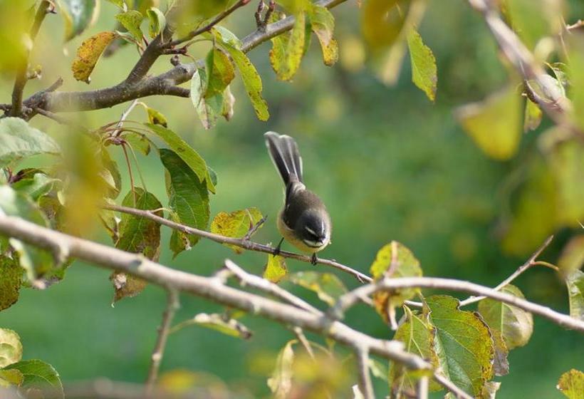 Fotos del hotel Toms Cottages:  4