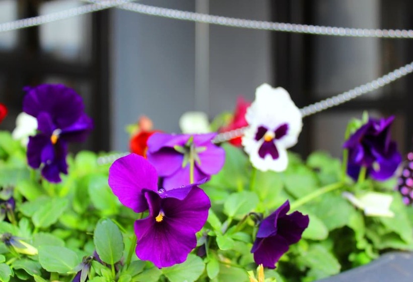 Fotos del hotel Alliance:  14