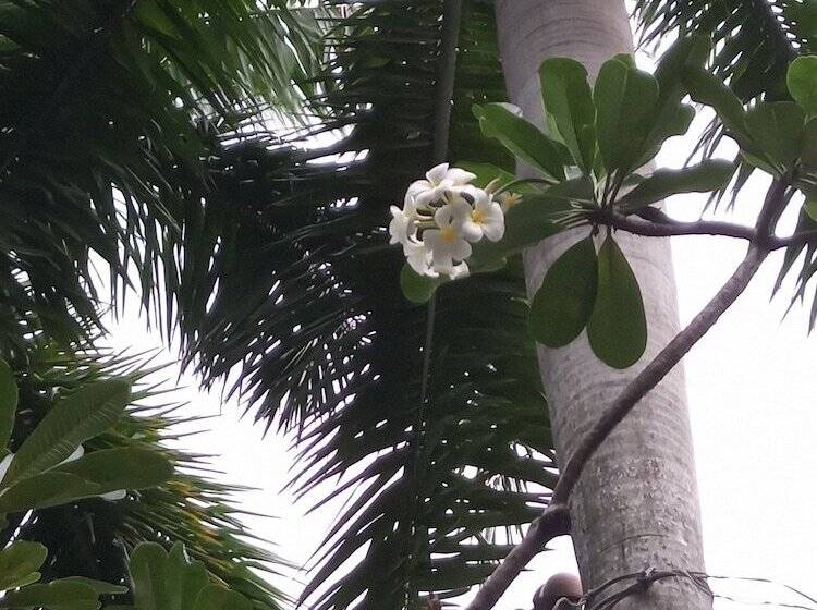 Fotos del hotel Thao Dien Boutique:  19