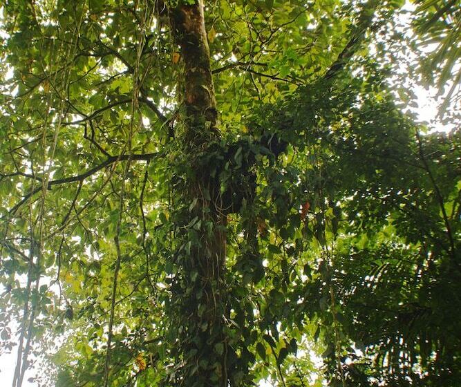 Fotos del hotel Lost Iguana Resort And Spa:  6