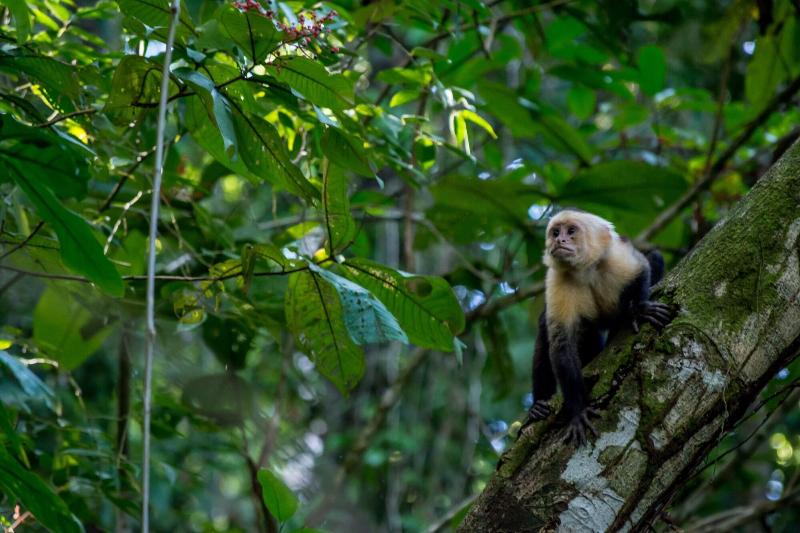 Fotos del hotel Manuel Antonio:  3