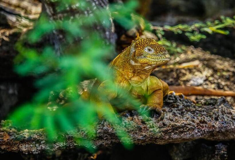 Fotos del hotel Cucuve:  4