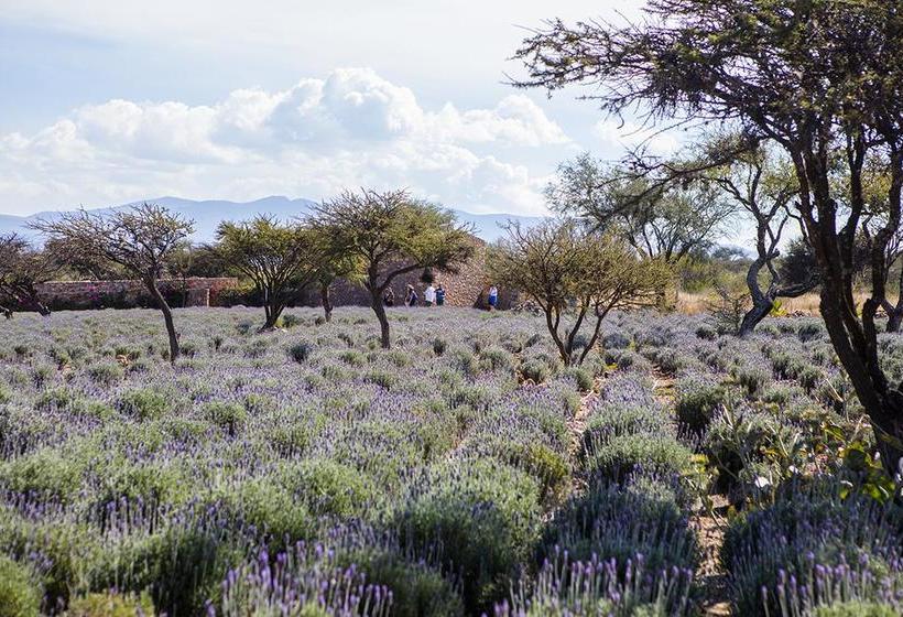 Fotos del hotel El Macehual:  16