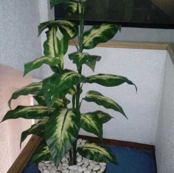 Fotos del hotel Patria:  5