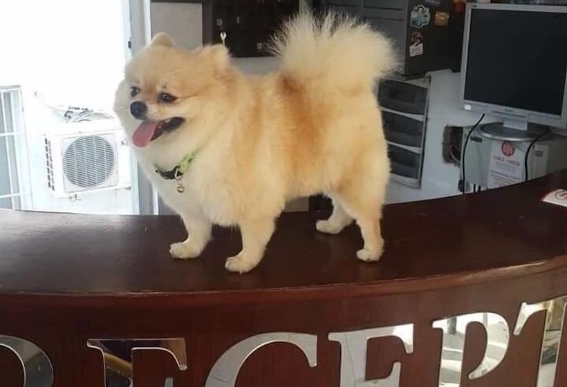 Fotos del hotel Merve Park:  18