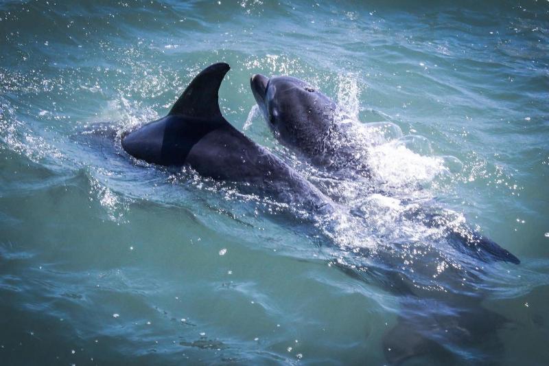 Fotos del hotel Rio Art:  18