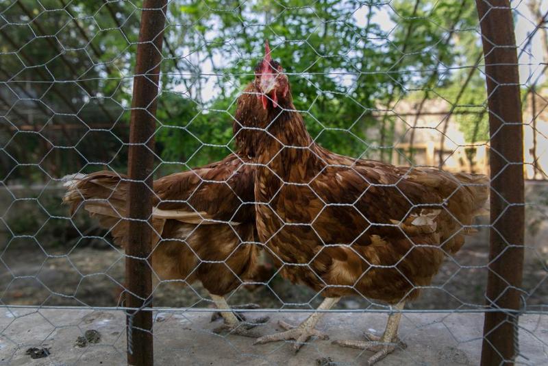 Fotos del hotel Chateau De Massillan:  9