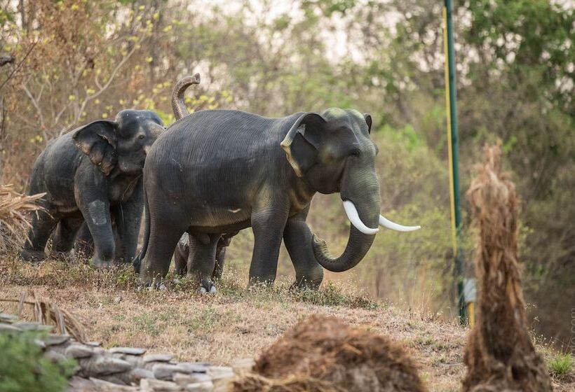 Fotos del hotel Phubachiang Golf & Resort Pakse:  5