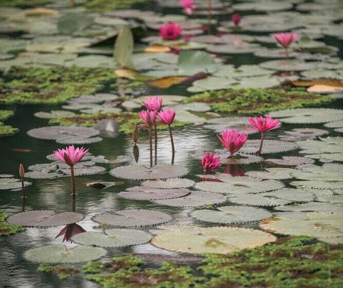 Fotos del hotel Phubachiang Golf & Resort Pakse:  3