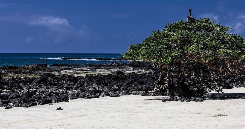 Fotos del hotel Iguana Crossing Boutique:  15