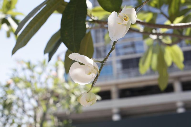 Fotos del hotel Four Points By Sheraton Surabaya:  7