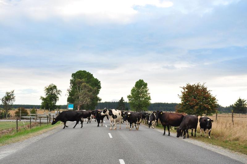 Fotos del hotel Rabbit Island Huts:  3