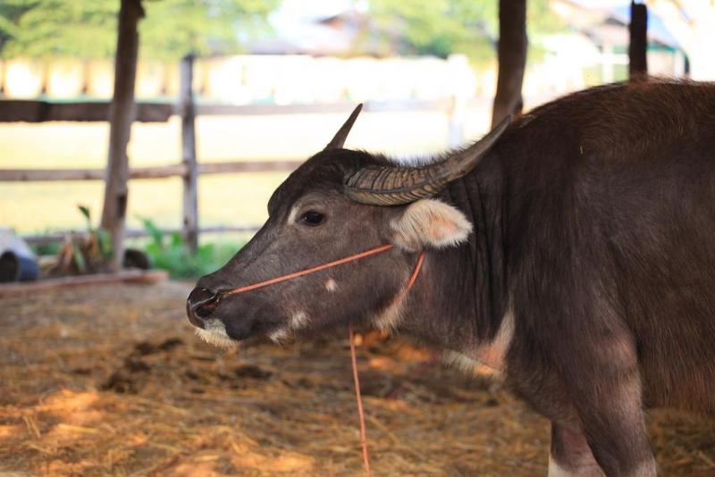 Fotos del hotel The Ricefields:  6