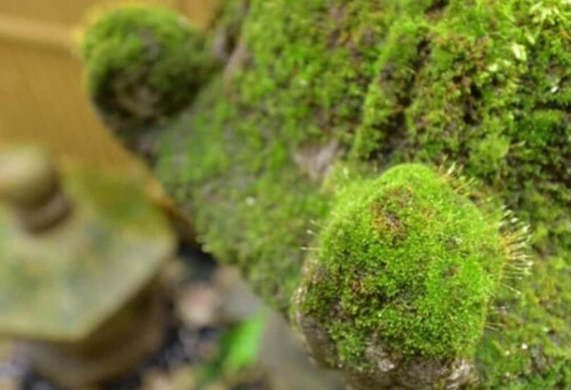 Fotos del hotel Monogusa No Yado Hanasenkyo:  8