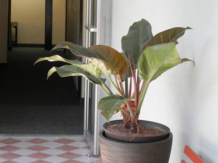 Fotos del hotel Plaza Hermosa:  22