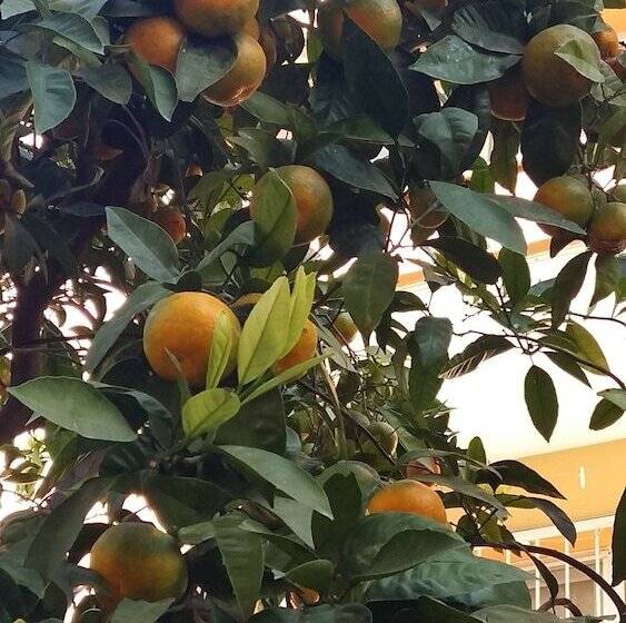 Fotos del hotel Nicea:  15