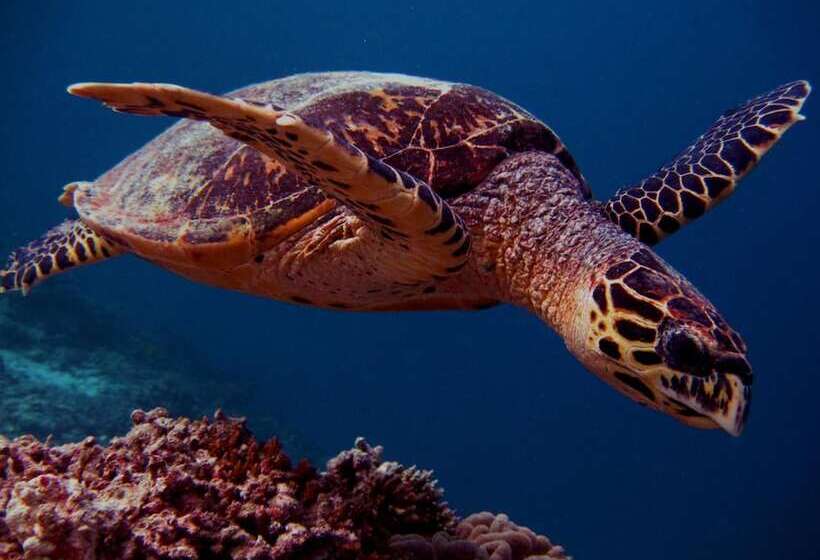 Fotos del hotel Elite Inn:  5