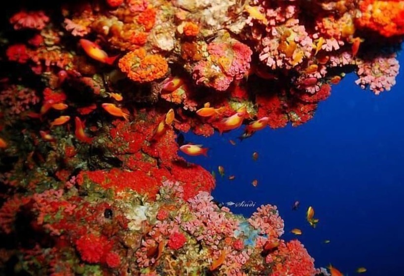 Fotos del hotel Elite Inn:  7