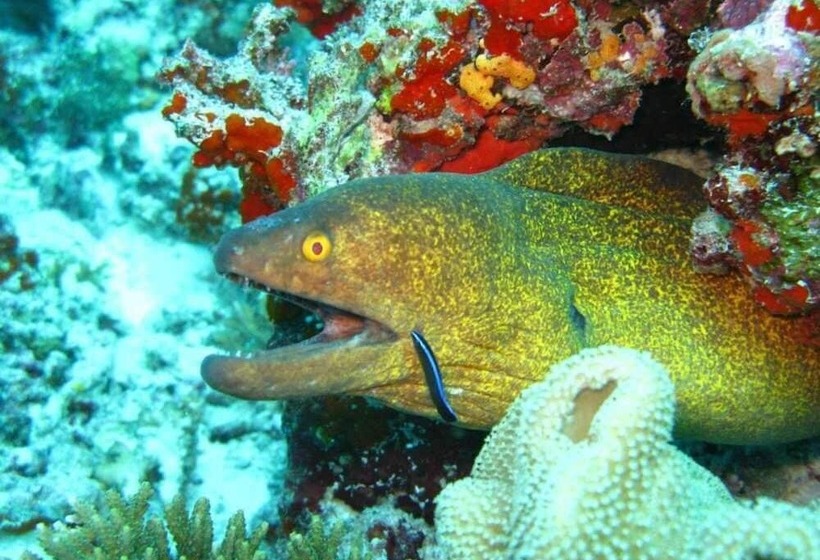 Fotos del hotel Elite Inn:  2