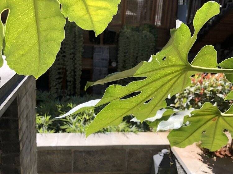 Fotos del hotel Lijiang Cheriton:  10