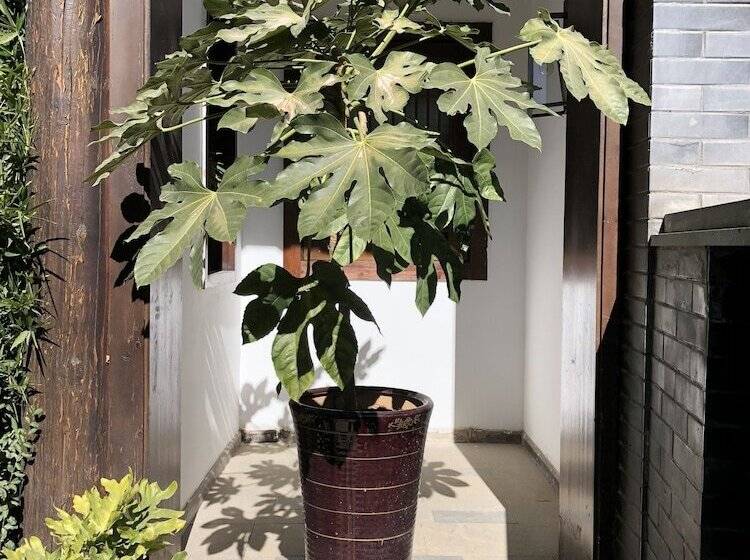 Fotos del hotel Lijiang Cheriton:  23