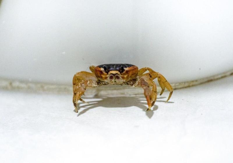 Fotos del hotel Solare Sai Eco:  21