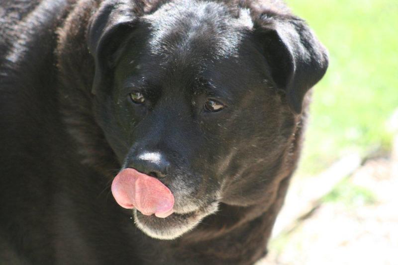 Fotos del hotel The Colonial On Arundel:  4