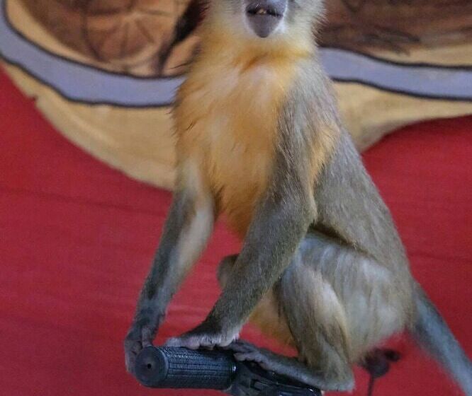 Fotos del hotel Himawari Restaurant & Cottage:  8