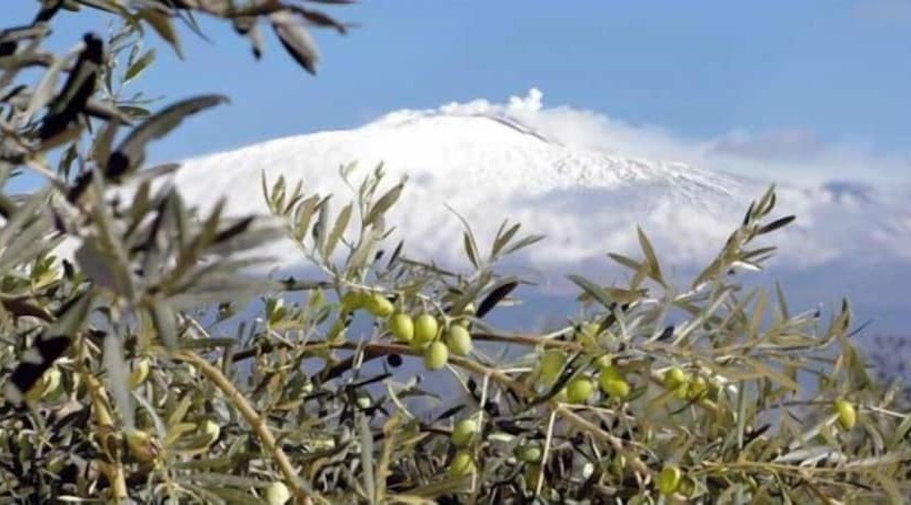 Fotos del hotel Gli Ulivi Dell'etna:  3