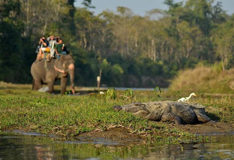 Fotos del hotel Traveller Jungle Camp:  6