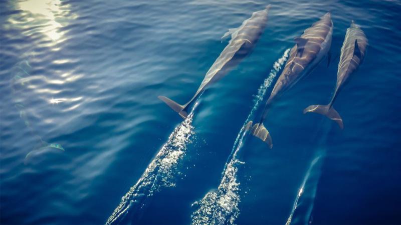 Fotos del hotel Kagi Maldives Spa Island:  15