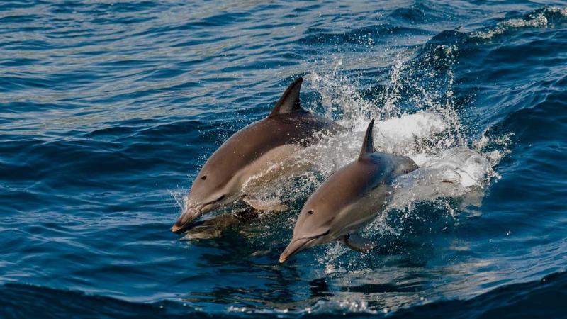 Fotos del hotel Kagi Maldives Spa Island:  17