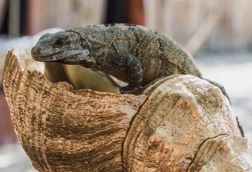 Holbox Casa Punta Coco – Adults Only