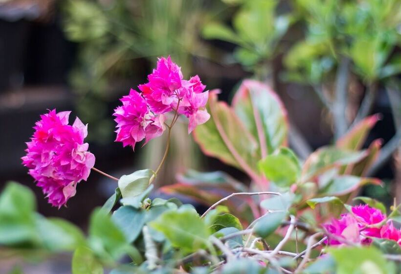 Fotos del hotel Suntosa Resort:  1