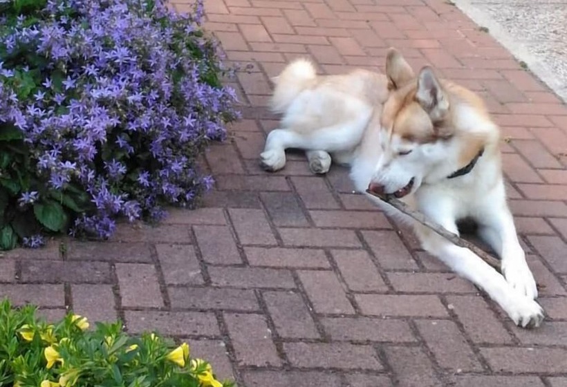 Fotos del hotel Meublè Villa Patrizia:  6