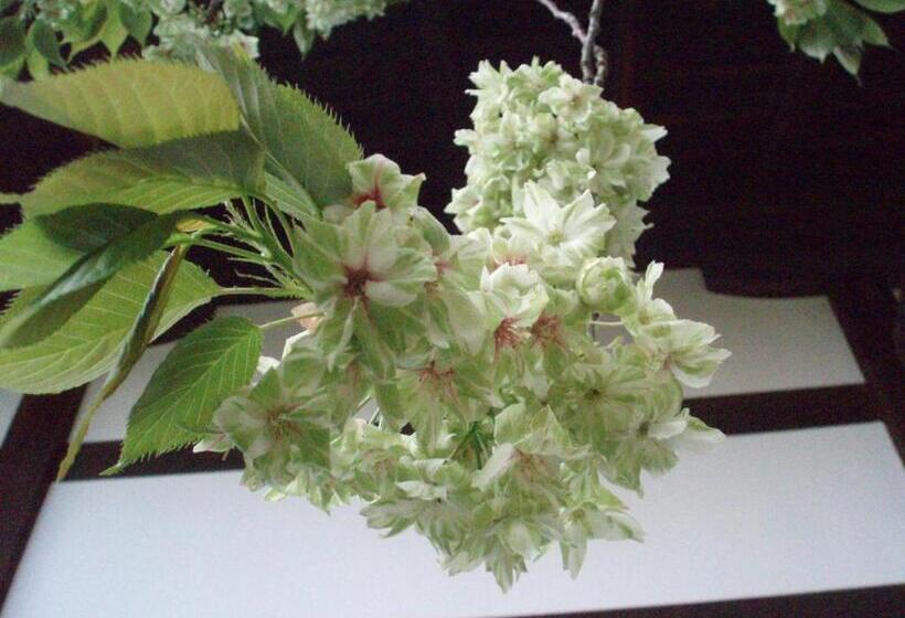 Fotos del hotel Kamuroan:  6