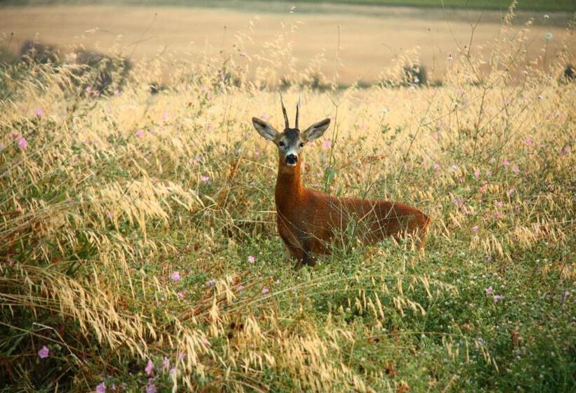 Fotos del hotel Podere Del Vescovo:  5