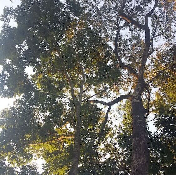 Fotos del hotel Kelta Hotel - Iguazú:  21